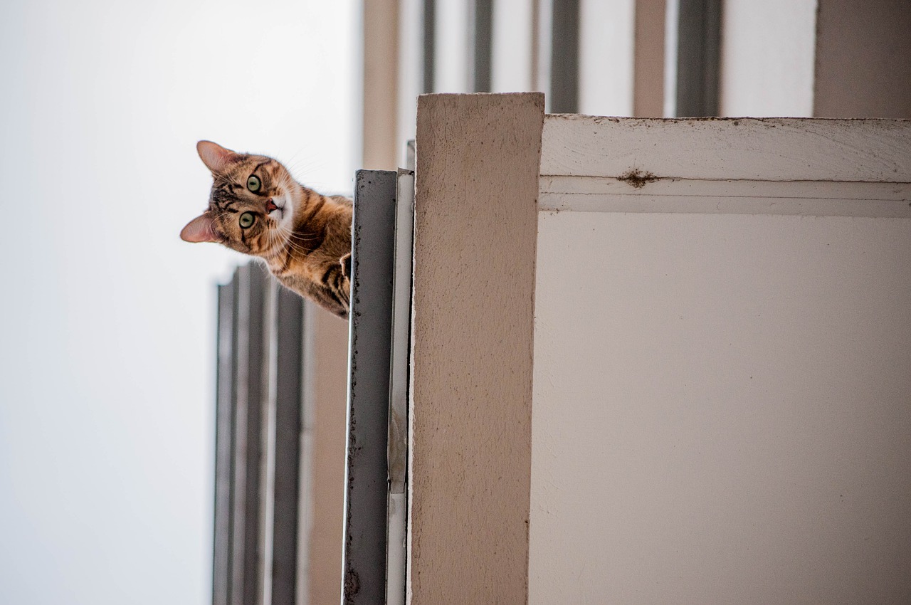 jak zabezpieczyć balkon przed kotem